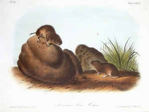 Lecontes Pine Mouse by John James Audubon - Seaside Art Gallery