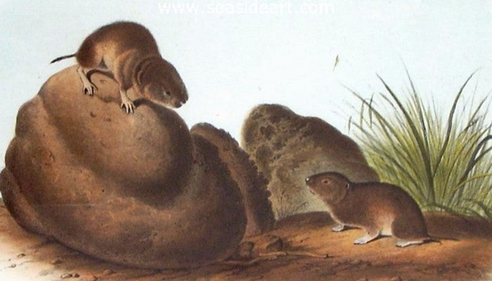 Lecontes Pine Mouse by John James Audubon - Seaside Art Gallery