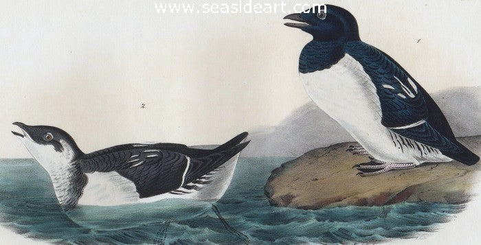 Little Auk - Sea Dove by John James Audubon - Seaside Art Gallery