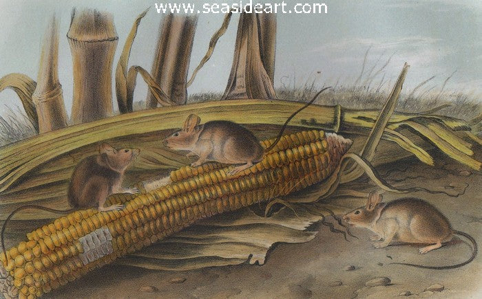 Little Harvest Mouse by John James Audubon - Seaside Art Gallery