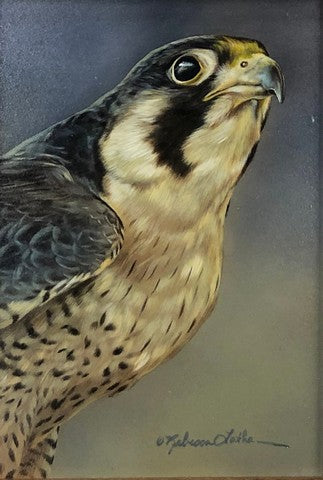 Looking On (Peregrine)