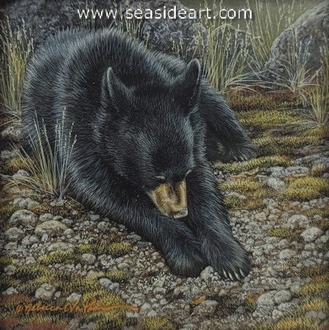 Nap Time (Black Bear Cub)