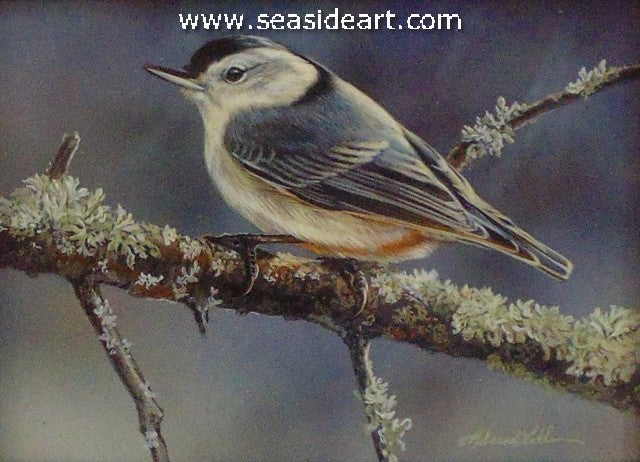 Moment's Encounter (Nuthatch)