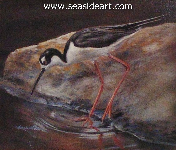 On the Edge (Black-necked Stilt)