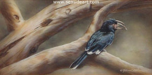 Out On A Limb-Hornbill by Rebecca Latham - Seaside Art Gallery