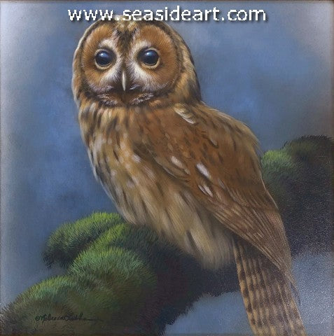 Peaceful Perch-Tawny Owl