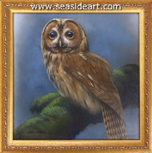 Peaceful Perch-Tawny Owl
