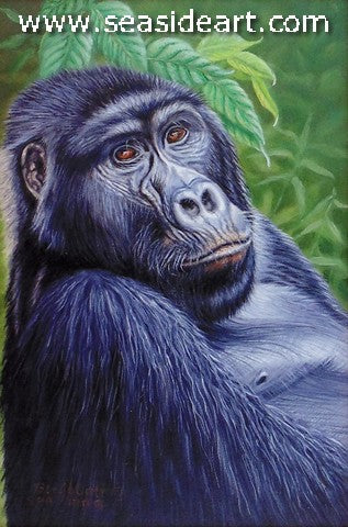 Pensive (Mountain Gorilla of Uganda)