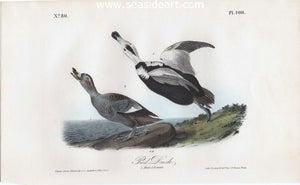Pied Duck by John James Audubon - Seaside Art Gallery