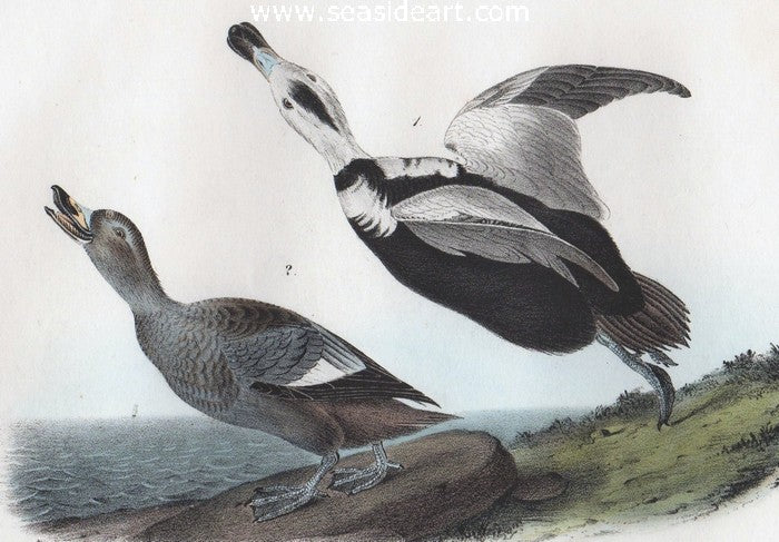 Pied Duck by John James Audubon - Seaside Art Gallery