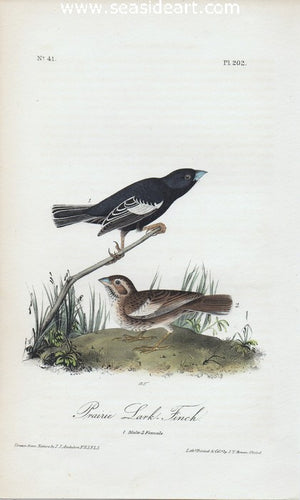 Prairie Lark - Finch by John James Audubon - Seaside Art Gallery