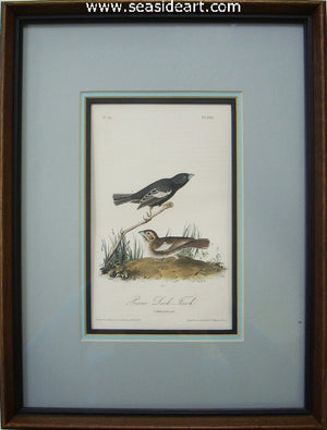 Prairie Lark - Finch by John James Audubon - Seaside Art Gallery
