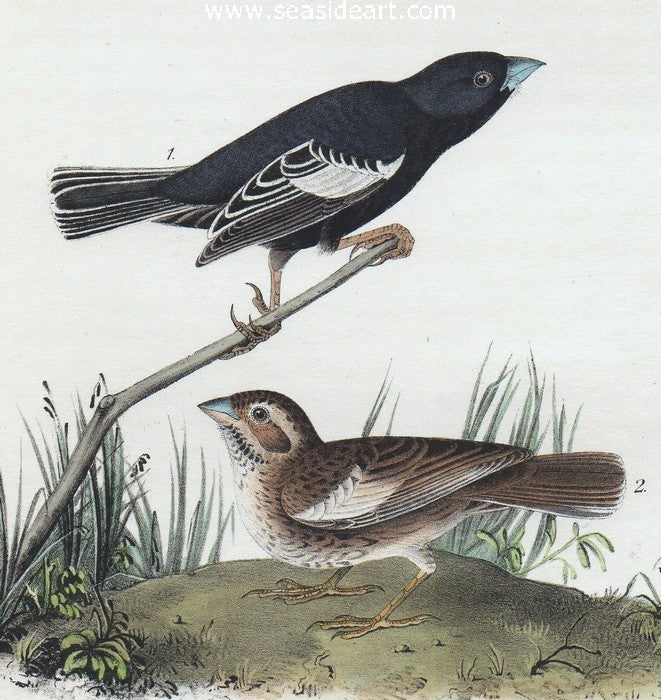 Prairie Lark - Finch by John James Audubon - Seaside Art Gallery