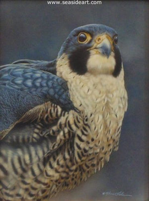 Proud-Peregrine Falcon by Rebecca Latham - Seaside Art Gallery