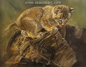 Prowling (Bobcat Kitten)