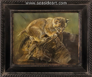 Prowling (Bobcat Kitten)