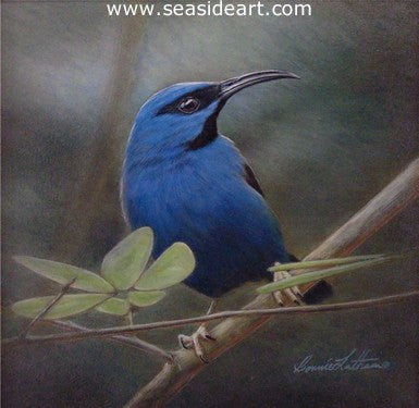 Purple Honeycreeper