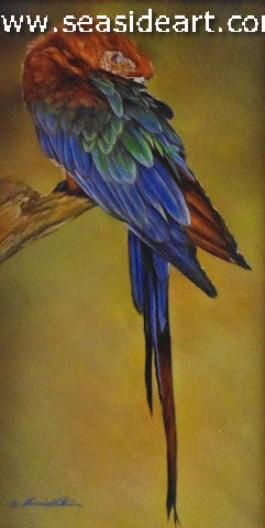 Siesta (Red & Green Macaw)
