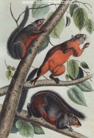 Red Bellied Squirrel by John James Audubon - Seaside Art Gallery