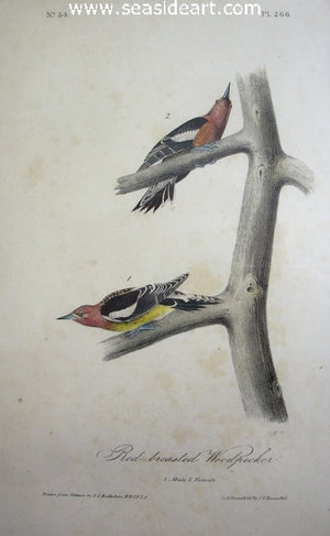 Red-breasted Woodpecker by John James Audubon - Seaside Art Gallery