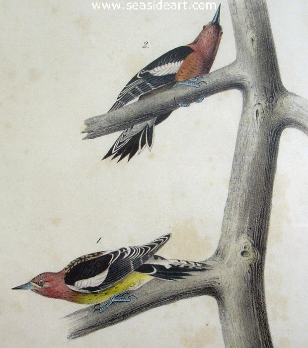 Red-breasted Woodpecker by John James Audubon - Seaside Art Gallery