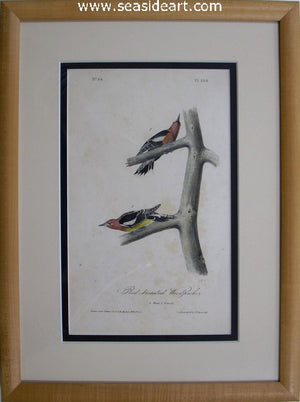 Red-breasted Woodpecker by John James Audubon - Seaside Art Gallery