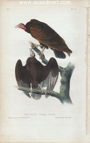 Red-headed Turkey Vulture by John James Audubon - Seaside Art Gallery