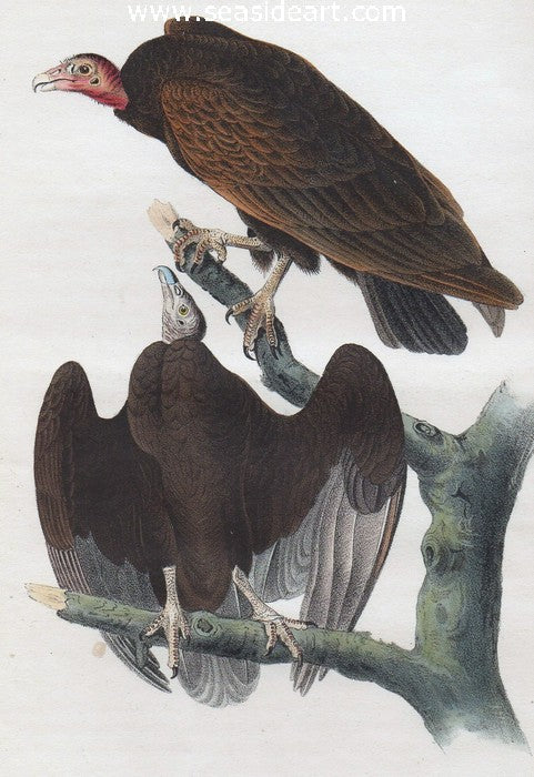 Red-headed Turkey Vulture by John James Audubon - Seaside Art Gallery