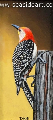 Red-headed Woodpecker