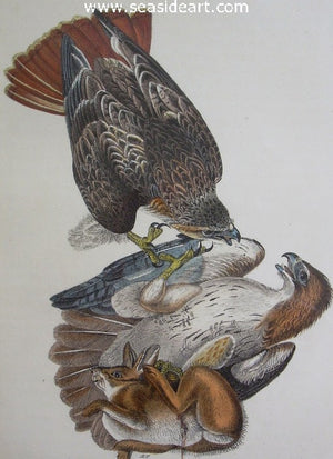 Red-tailed Buzzard by John James Audubon - Seaside Art Gallery