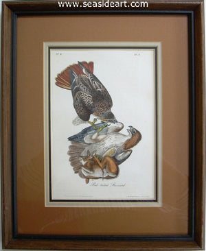Red-tailed Buzzard by John James Audubon - Seaside Art Gallery