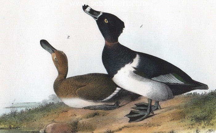 Ring-necked Duck by John James Audubon - Seaside Art Gallery