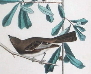 Rocky Mountain Flycatcher by John James Audubon - Seaside Art Gallery