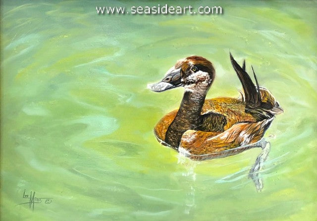 Ruddy Duck-Female