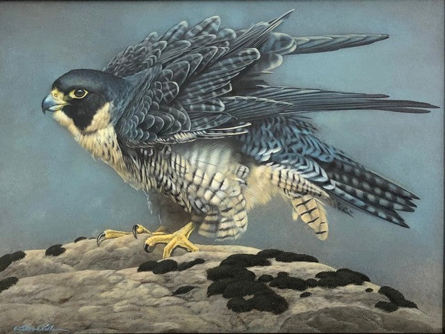 Ruffled Feathers (Peregrine)