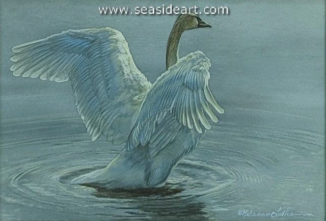 Silver Wings (Trumpeter Swan)