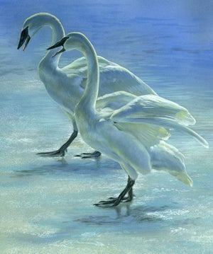 Social Hour (Trumpeter Swans)