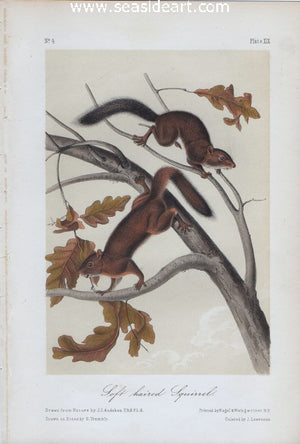 Soft Haired Squirrel by John James Audubon - Seaside Art Gallery