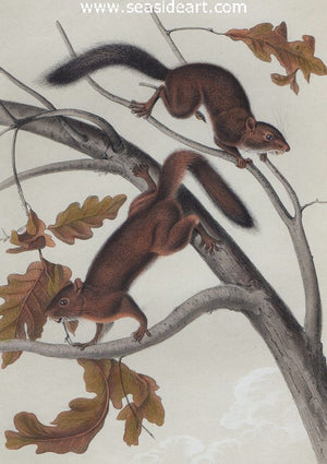 Soft Haired Squirrel by John James Audubon - Seaside Art Gallery