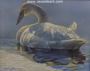 Spring Thaw (Trumpeter Swan)