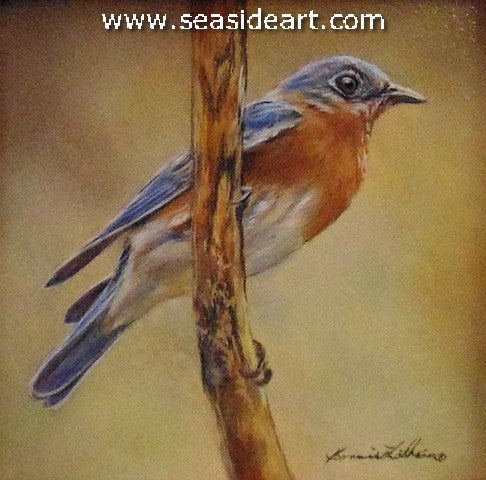 Spring Visitor (Blue Bird)