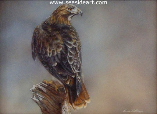 Stalker(Red Tailed Hawk)