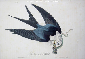 Swallow Tail Hawk by John James Audubon - Seaside Art Gallery