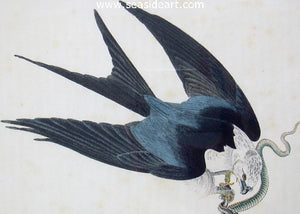 Swallow Tail Hawk by John James Audubon - Seaside Art Gallery