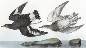 Townsend’s Surf Bird by John James Audubon - Seaside Art Gallery
