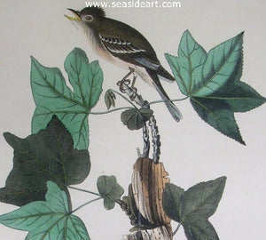 Trail’s Flycatcher by John James Audubon - Seaside Art Gallery