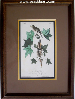 Trail’s Flycatcher by John James Audubon - Seaside Art Gallery