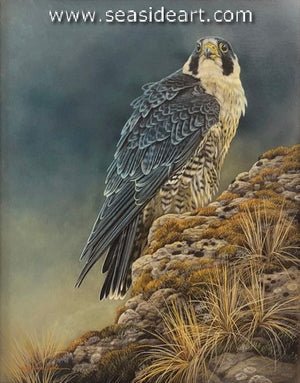 Vigilance (Peregrine Falcon)