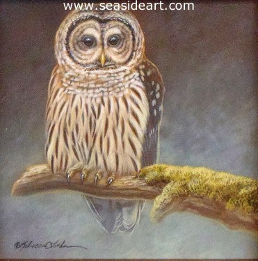 Watching Over (Barred Owl)