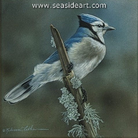 Watching Over (Blue Jay)